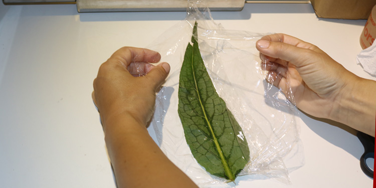 Beinwellblatt Umschlag Entzündungen