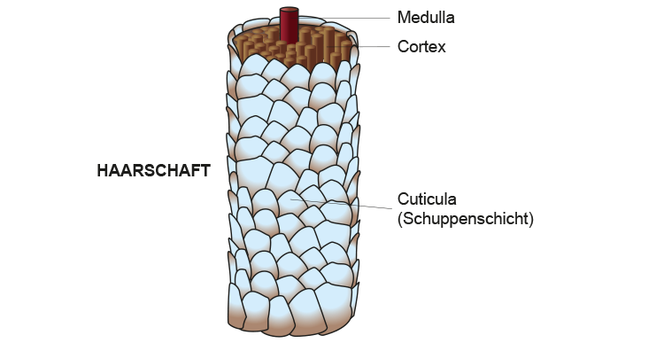 Haarschichten Cortex Cuticula Medulla