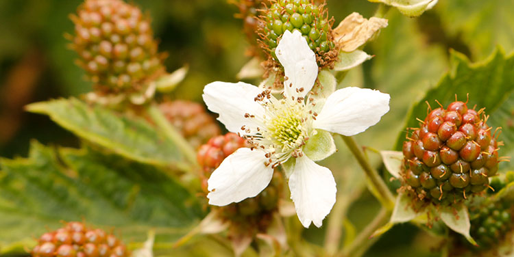Brombeerblüte im Slowflower Garten