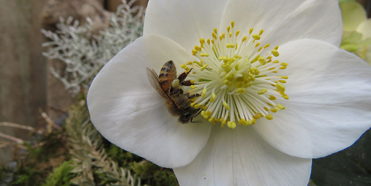 Christrose mit Biene