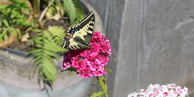 Schwalbenschwanz Schmetterling