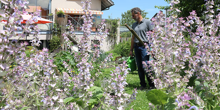 Muskatellersalbei im Garten