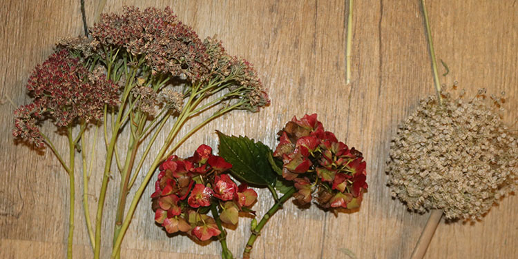 Fetthenne Hortensien Lauchblüten