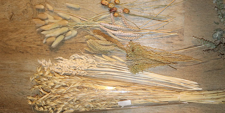 Gräser, Hasenschwanzgräser