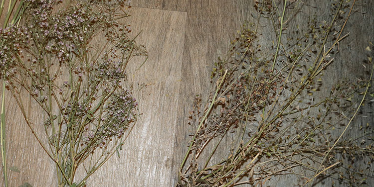 Hirtentäschel und Schleierkraut