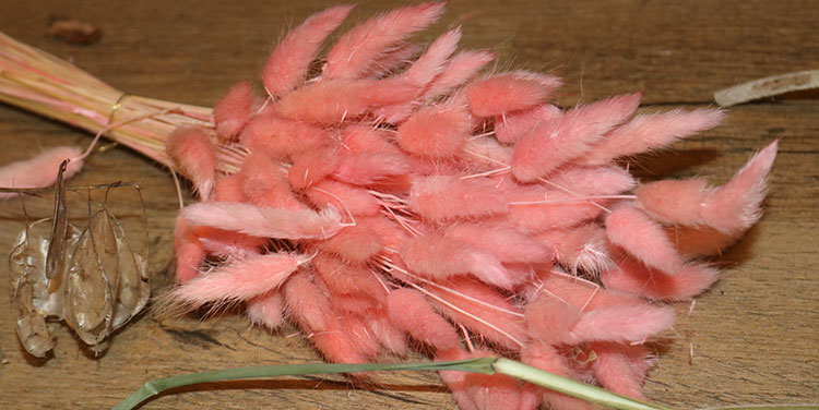 gefärbte Hasenschwanzgräser