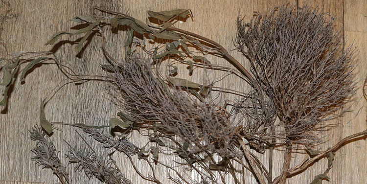 getrocknete Kräuterzweige