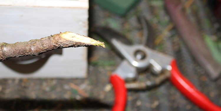 Ast schräg abschneiden