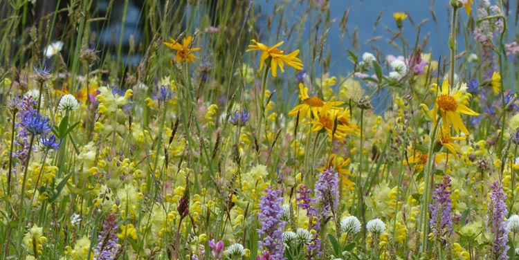 wilde Blumenwiese