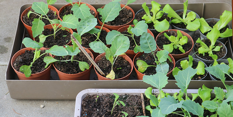 Balkongarten Tipps
