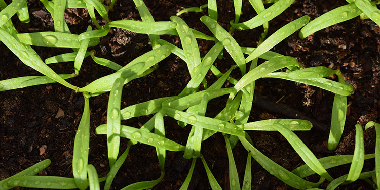 Pflanzen auch im Herbst ausreichend Wasser