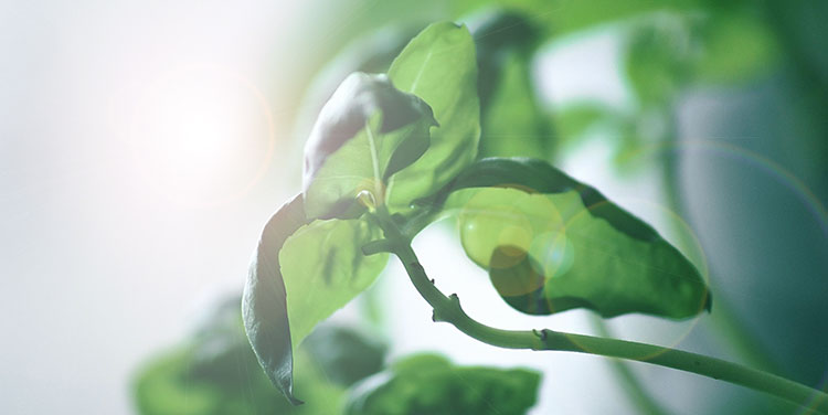 im Winter benötigt Gemüse ausreichend Licht