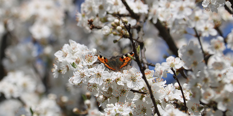 Schmetterling auf roter Mirabellen Blüte