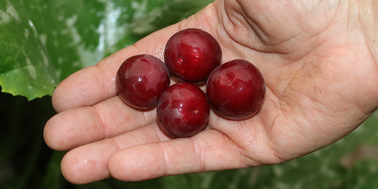 rote Kirschpflaumen