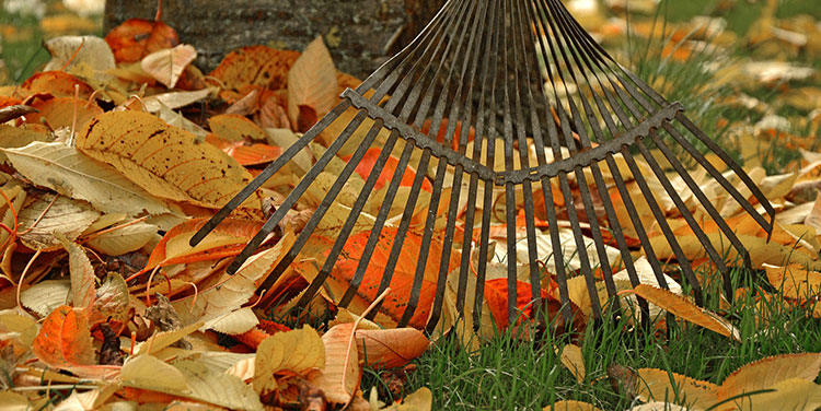 Was tun mit dem Herbstlaub im Garten?