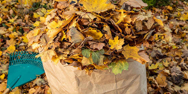 Was tun mit wirklich viel Herbstlaub?