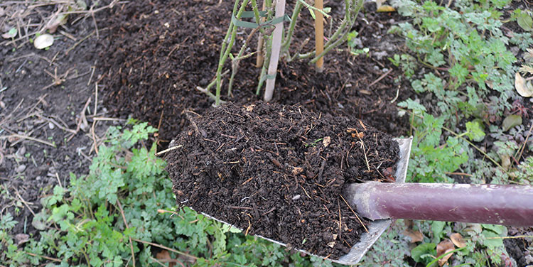 wie verwende ich Humus im Garten richtig