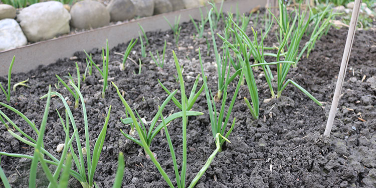 gesteckte Zwiebel im Garten im November