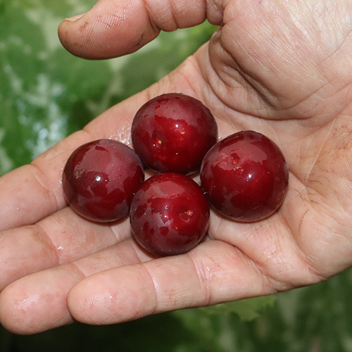 Kirschpflaumen alte Obstbaumsorten