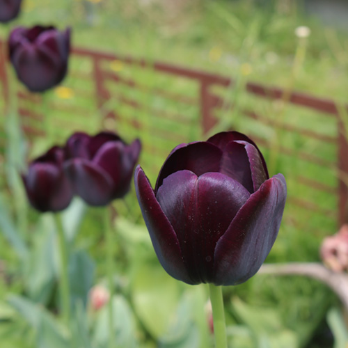 Tulpen im eigenen Garten richtig pflegen